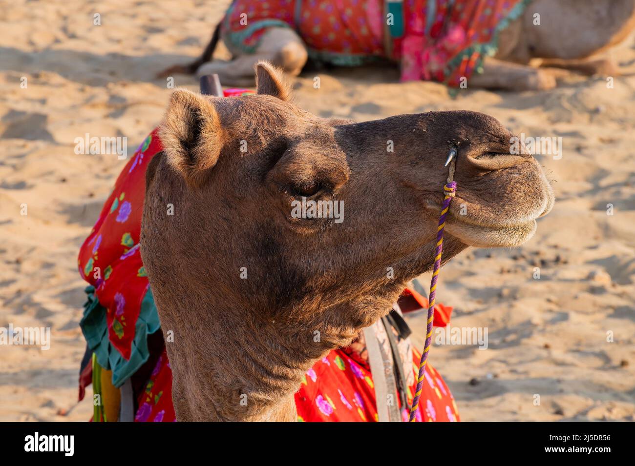 Ritratto di un cammello, faccia mentre aspetta i turisti per il giro del cammello al deserto di Thar, Rajasthan, India. Cammelli, Camelus dromedarius. Foto Stock