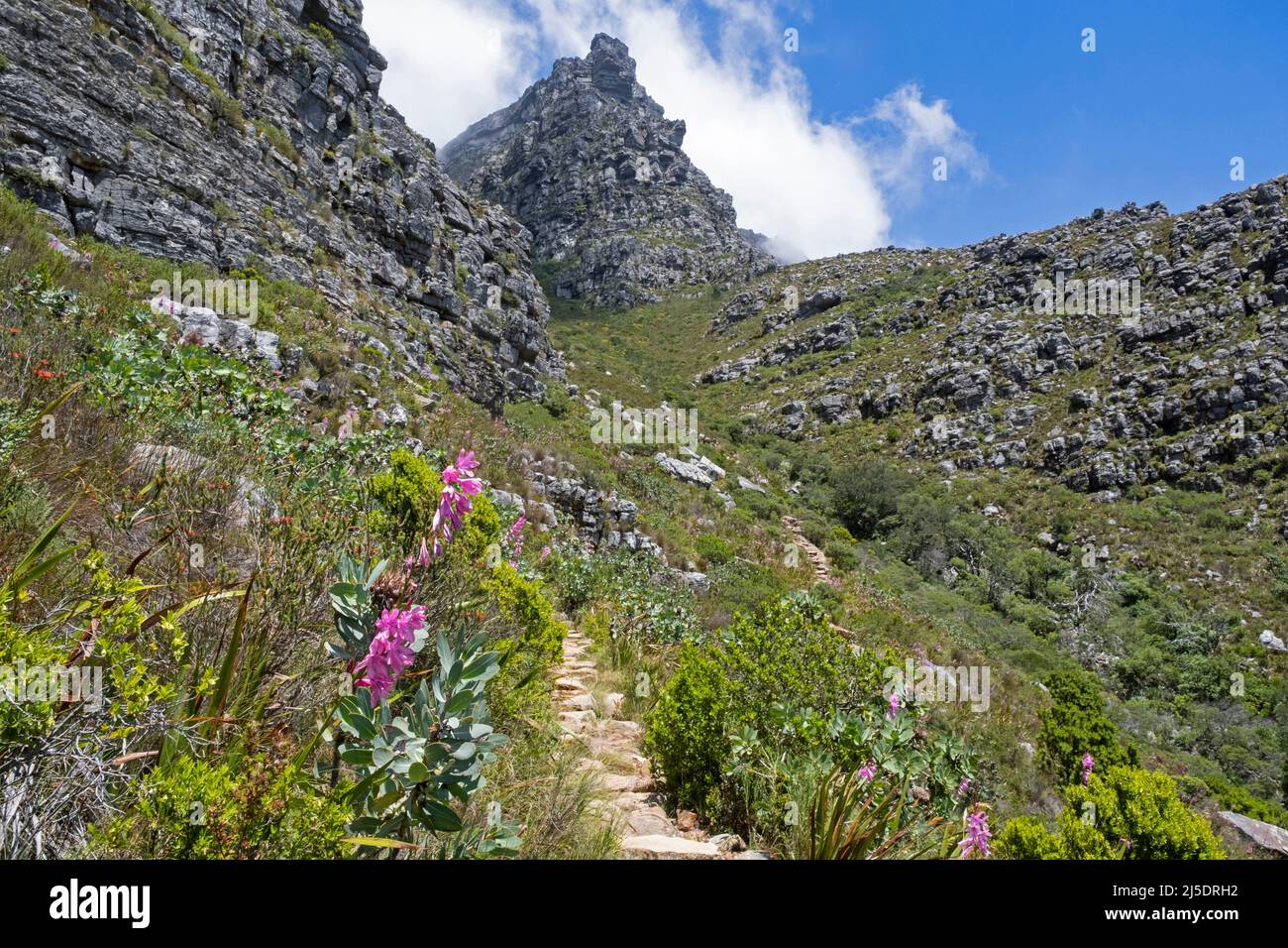 Percorso escursionistico / sentiero che conduce al piano Table Mountain vicino a Città del Capo / Kaapstad, Western Cape Province, Sud Africa Foto Stock