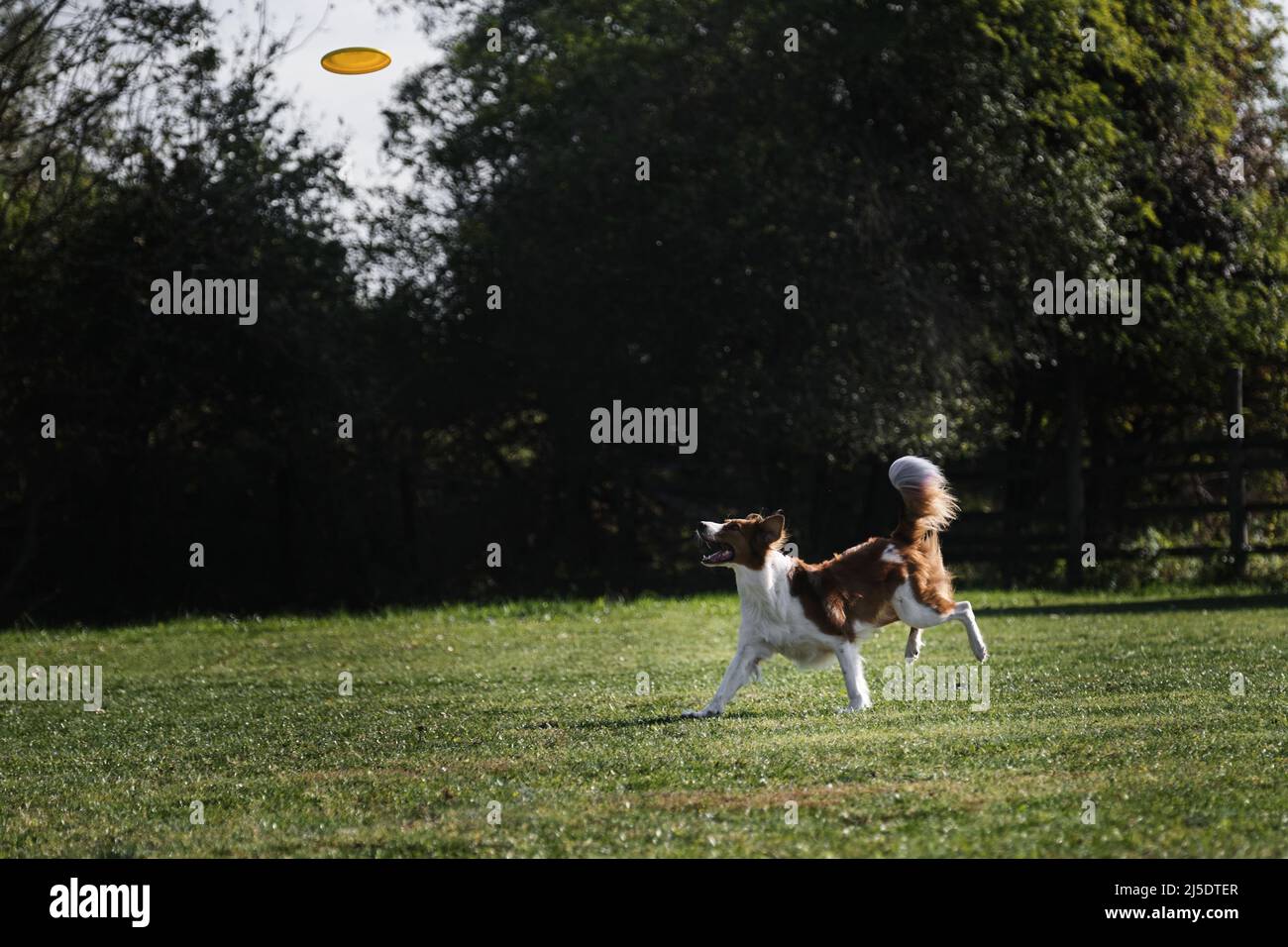 frisbee cane. Concorsi di cani destrous. La collie di bordo di colore rosso da bendare scorre rapidamente attraverso l'erba verde e cerca di recuperare il piatto volante. Th Foto Stock