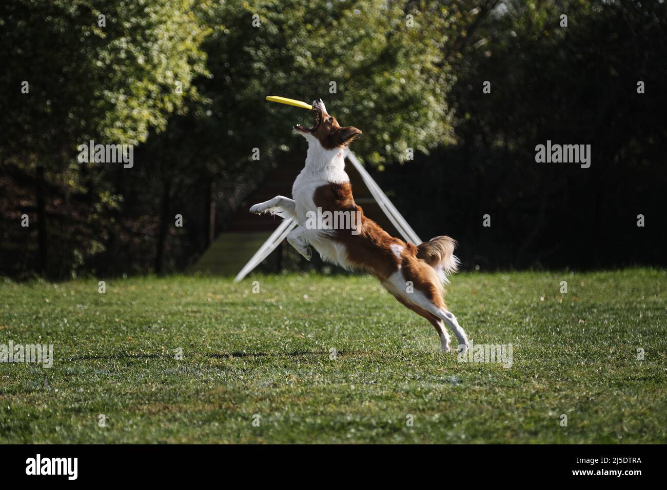 frisbee cane. Una collie di bordo di colore rosso sibile salta e cattura un piatto volante in volo con la sua bocca. L'animale afferra il disco con i denti. COM Foto Stock