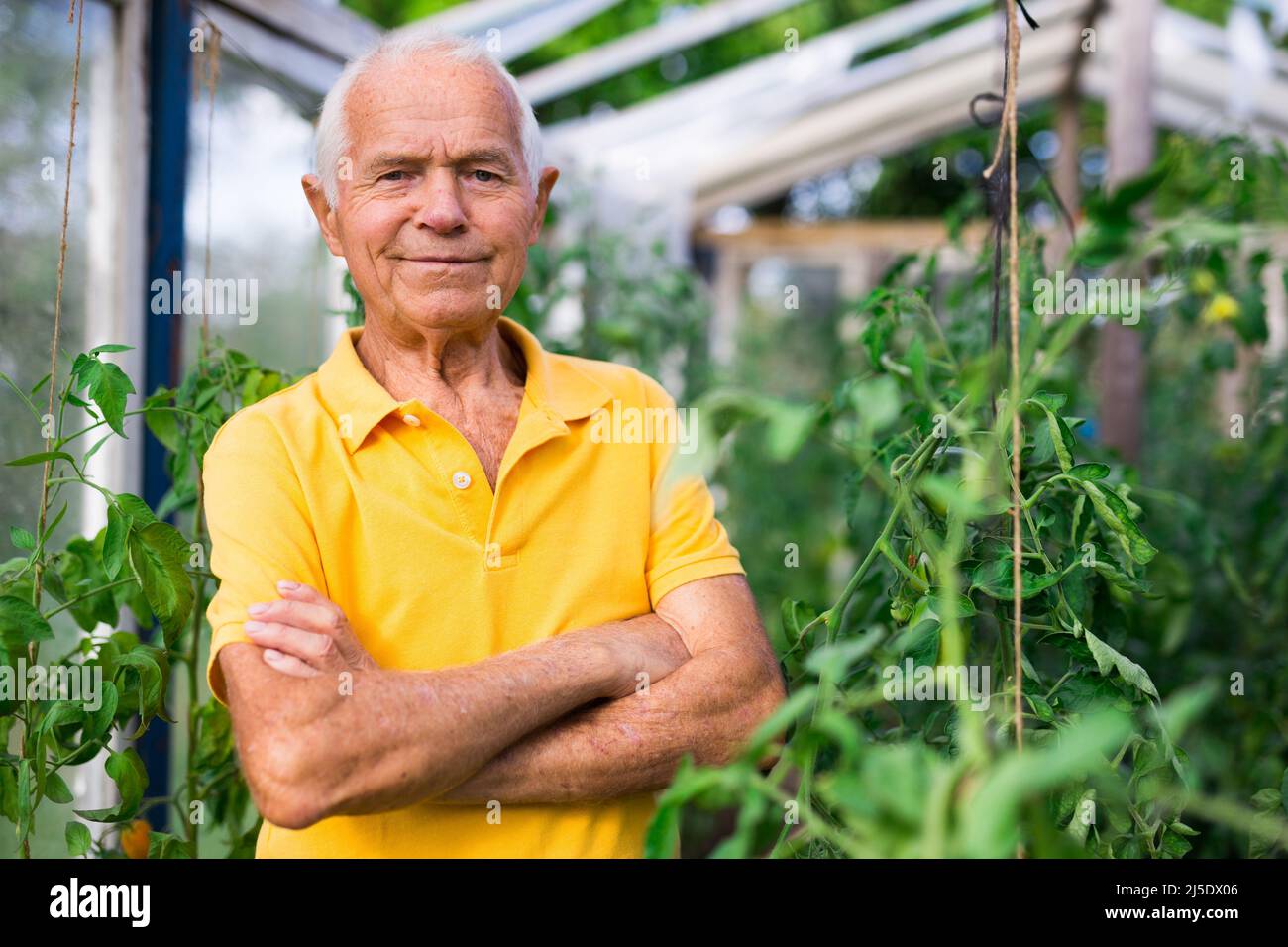 Vecchio giardiniere europeo in piedi all'interno del hobhouse tra arbusti di pomodoro. Foto Stock