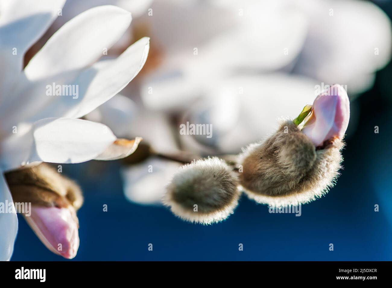 Makroansicht der offenen Knospe einer weißen Stern-Magnolie (lat: Magnolia stellata) im Fokus vor unscharfen natürlichen Hintergrund am Baum. Foto Stock