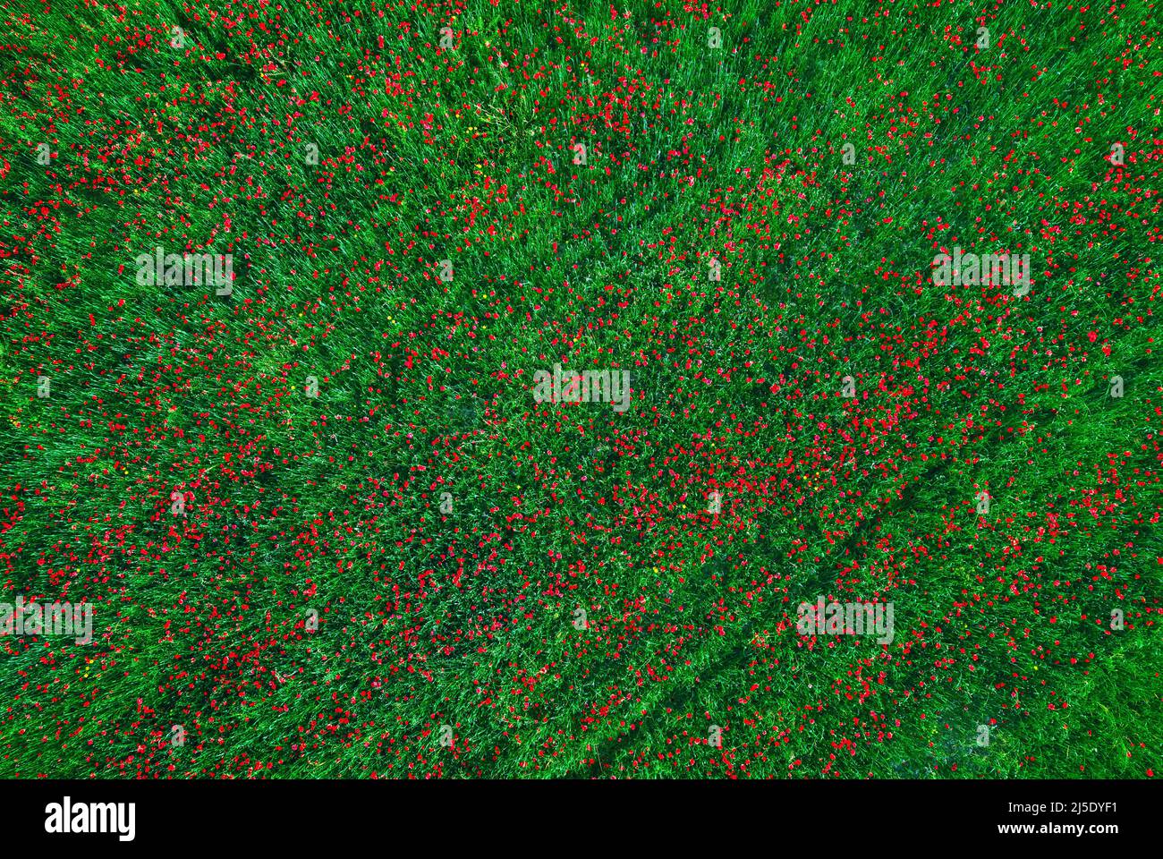 Campo con erba verde e fiori di papavero rosso, sfondo aereo astratto Foto Stock