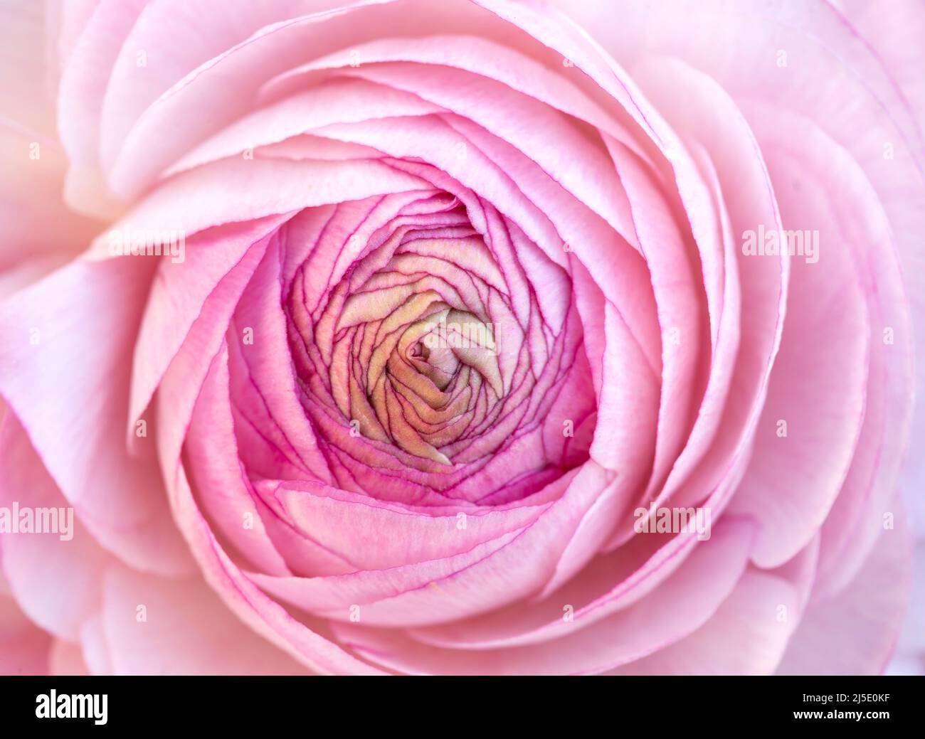 Rosa rosa da vicino come sfondo Foto Stock
