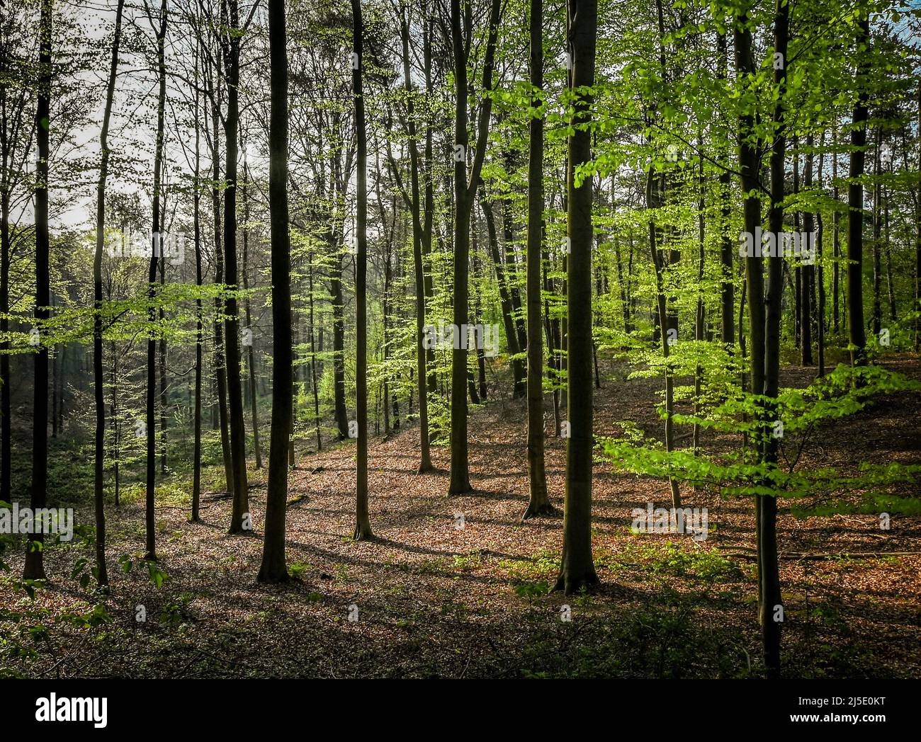 Bella vista di Hallerbos, Belgio Foto Stock