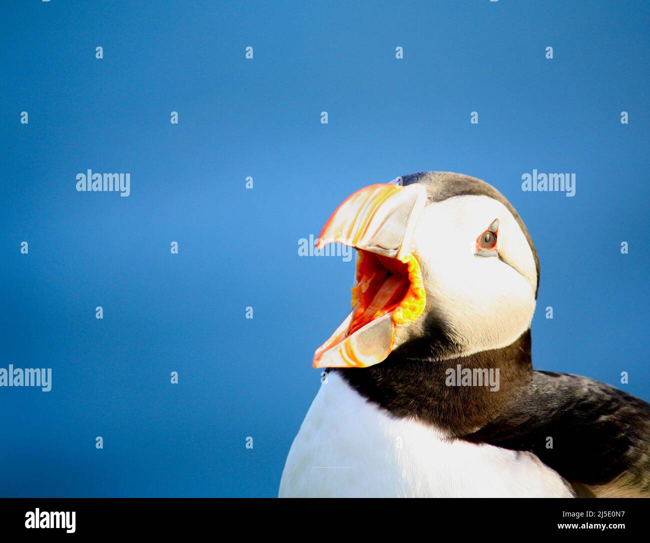 Ritratto di un puffin Atlantico (Fratercola arctica) con il suo disegno di legge aperto, visto sullo sfondo blu dell'oceano Atlantico. Copiare lo spazio a sinistra. Foto Stock