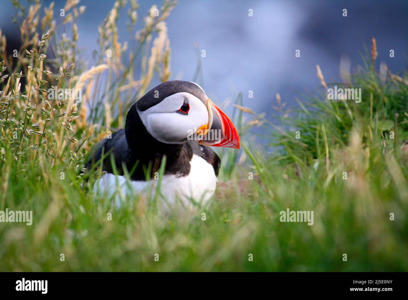 Un puffin Atlantico (Fratercola arctica) seduto tra l'erba sulle scogliere a Látrabjarg, Islanda. Erba sfocata in primo piano. Foto Stock