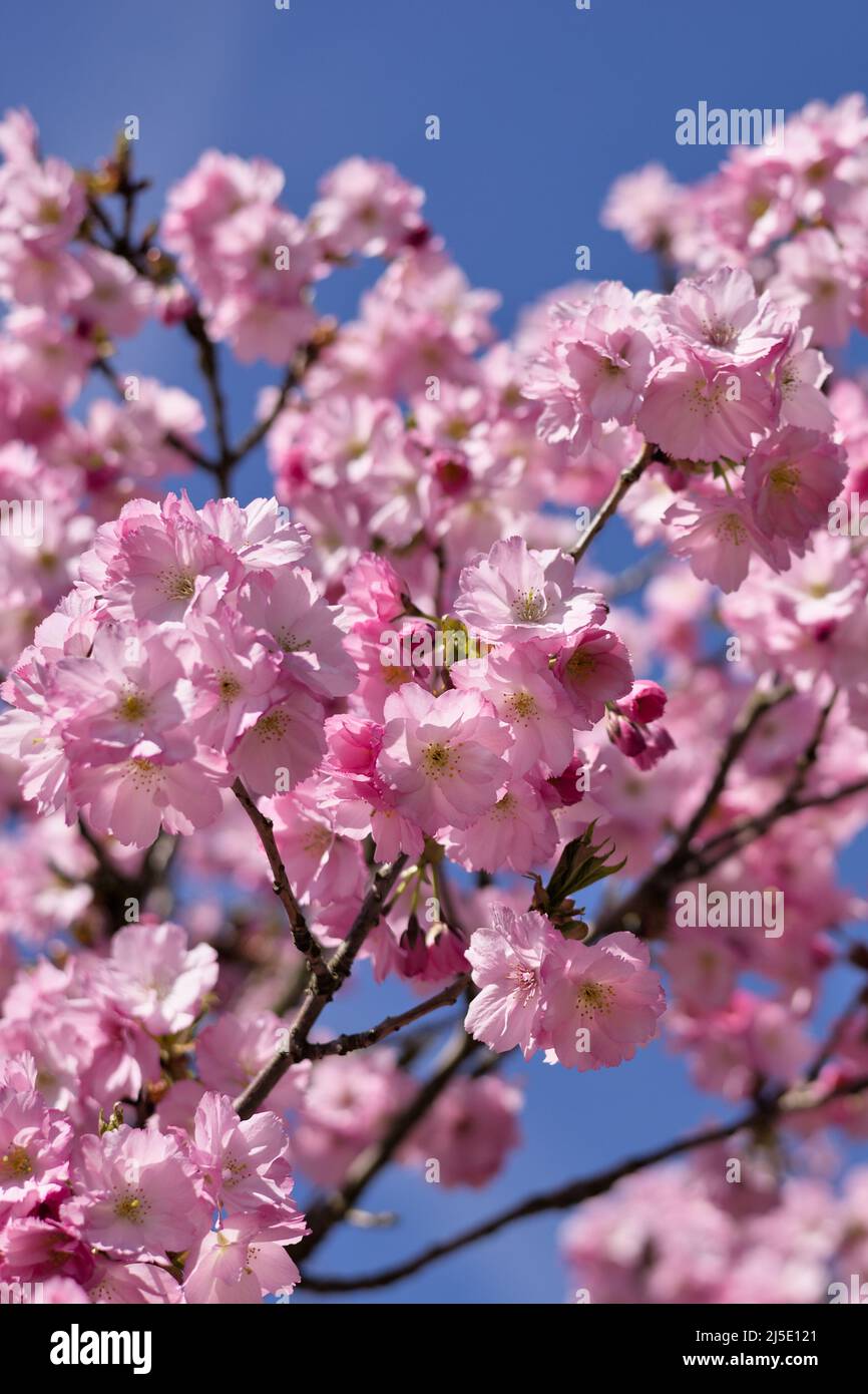 Rami di belle fiori di ciliegio rosa (sakura), cielo blu, Springtime Foto Stock
