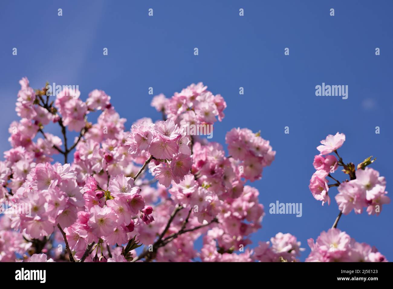 Rami di fiori di ciliegio rosa, cielo blu senza nuvole, Springtime Foto Stock