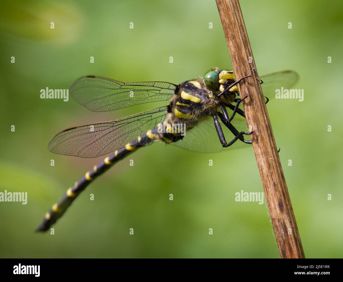 Golden ringed Dragonfly, Cordulegaster Boltonii, Riting Holding su A Reed, Regno Unito Foto Stock