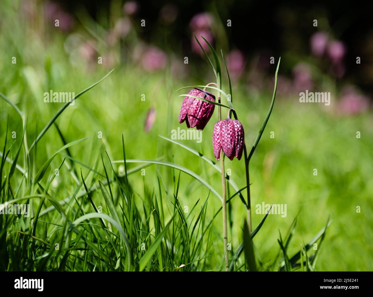 Serpenti testa Fritillary fiore da vicino in un campo di erba verde Foto Stock