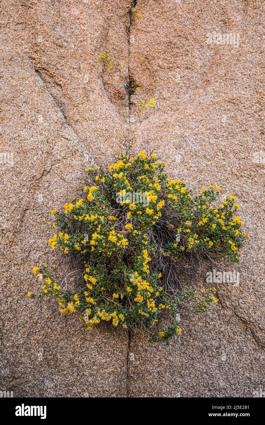 Scogliera Goldenbush appeso sul lato di una scogliera rocciosa nel Parco Nazionale di Joshua Tree. Foto Stock