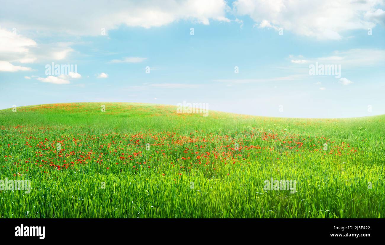 Erba verde e fiori rossi su una collina sotto il cielo blu con le nuvole, fiori primavera campo sfondo Foto Stock