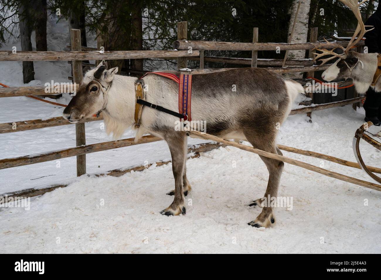 Una renna con corna corte con un'imbracatura colorata attaccata a una slitta in piedi nella neve in Lapponia. Foto Stock