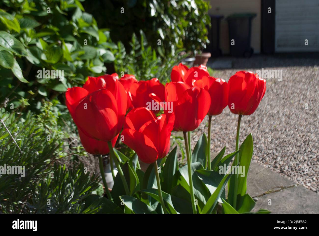 Tulipani rossi in giardino a Ruskington, Sleaford, Inghilterra, Regno Unito Foto Stock