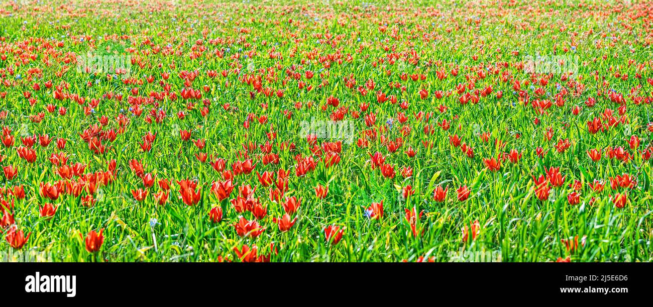 Tulipani rossi campo di fiori selvatici in primavera, sfondo naturale colorato Foto Stock