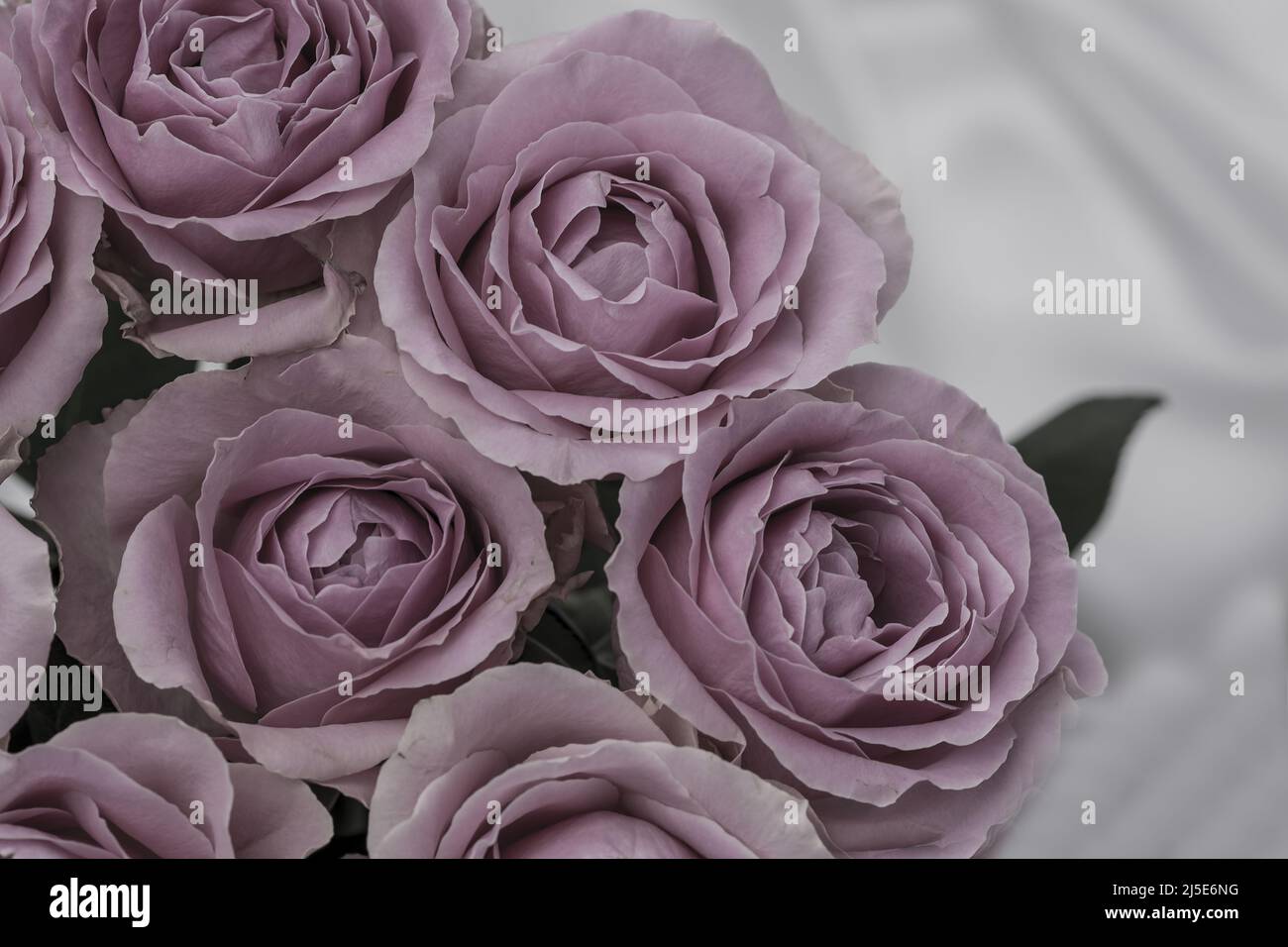 foto di belle rose sullo sfondo Foto Stock