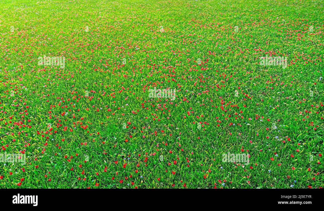 Campo di tulipani di fiori selvatici, vier dall'alto. Sfondo astratto naturale Foto Stock