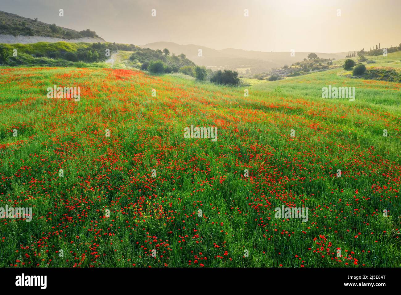 Papaveri selvatici in campo di grano verde al crepuscolo, primavera Cipro paesaggio rurale Foto Stock