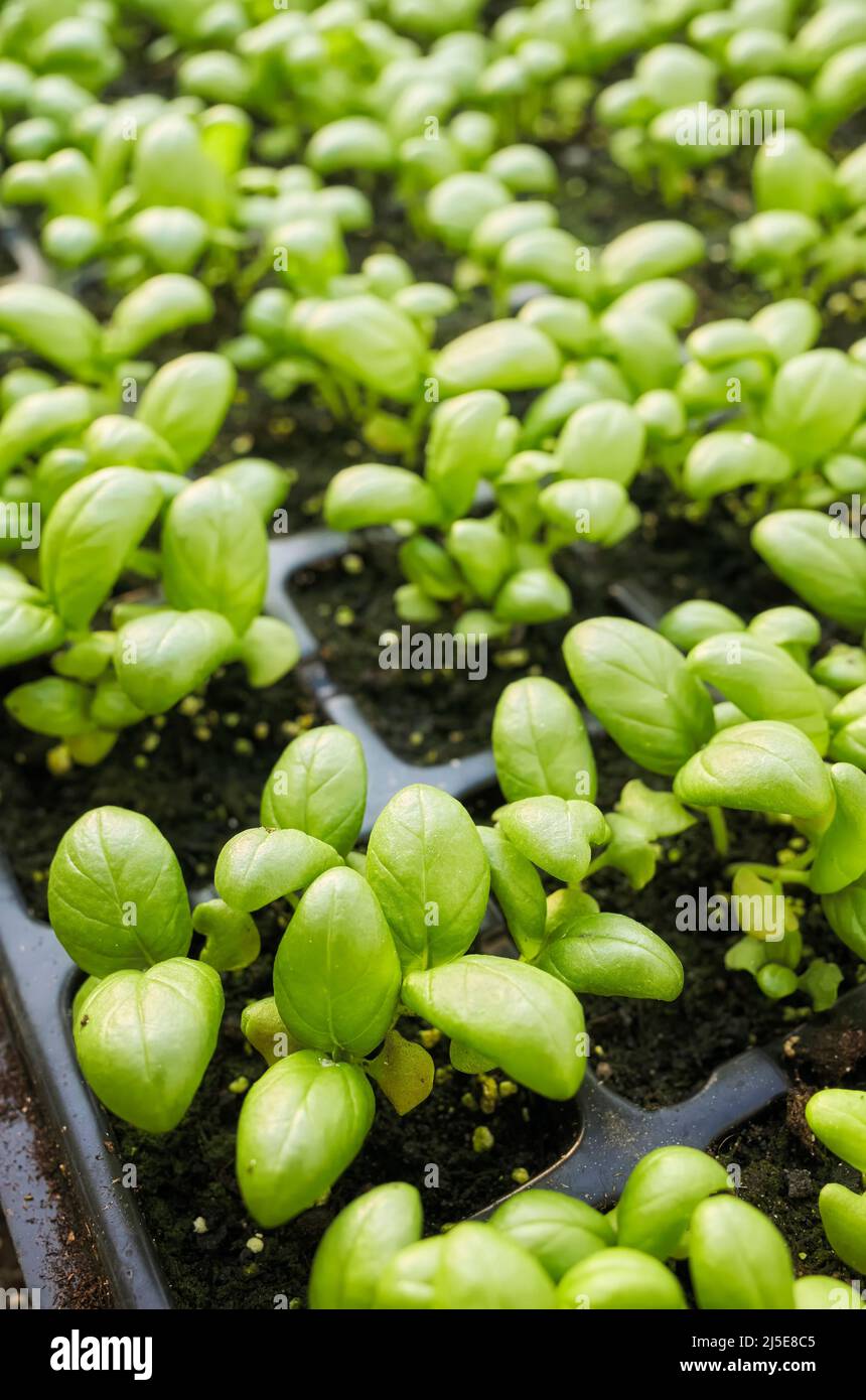 Primo piano di piantine vegetali organiche in un contenitore, fuoco selettivo. Foto Stock