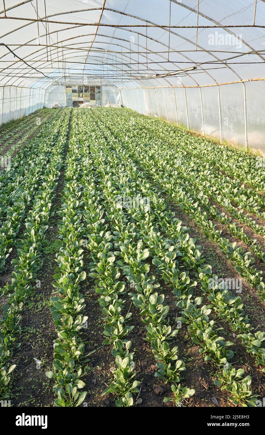 Piantagione vegetale organica in una serra. Foto Stock