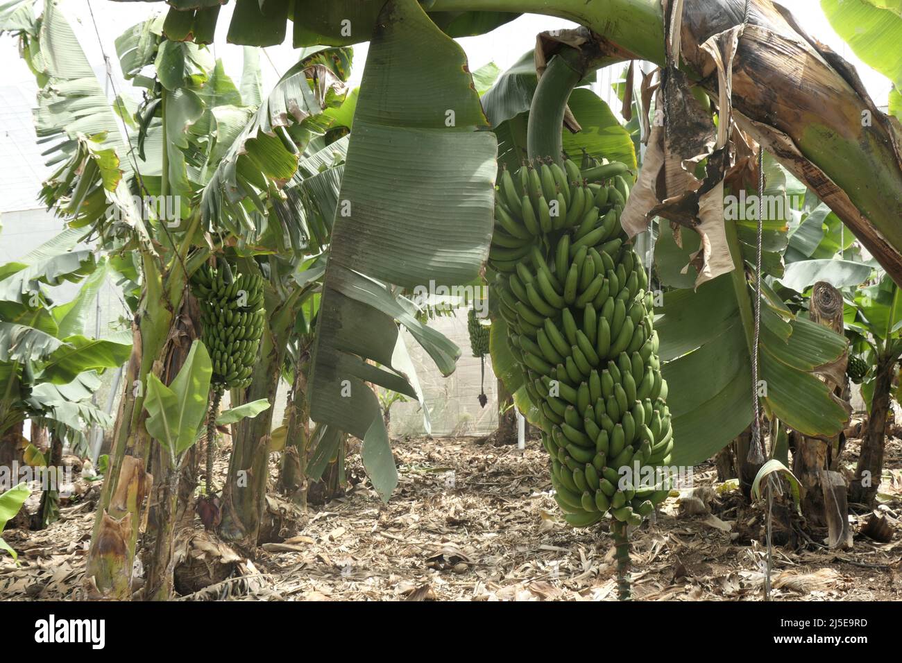 Bananenplantage, Aldea de San Nicolás, Gran Canaria Foto Stock