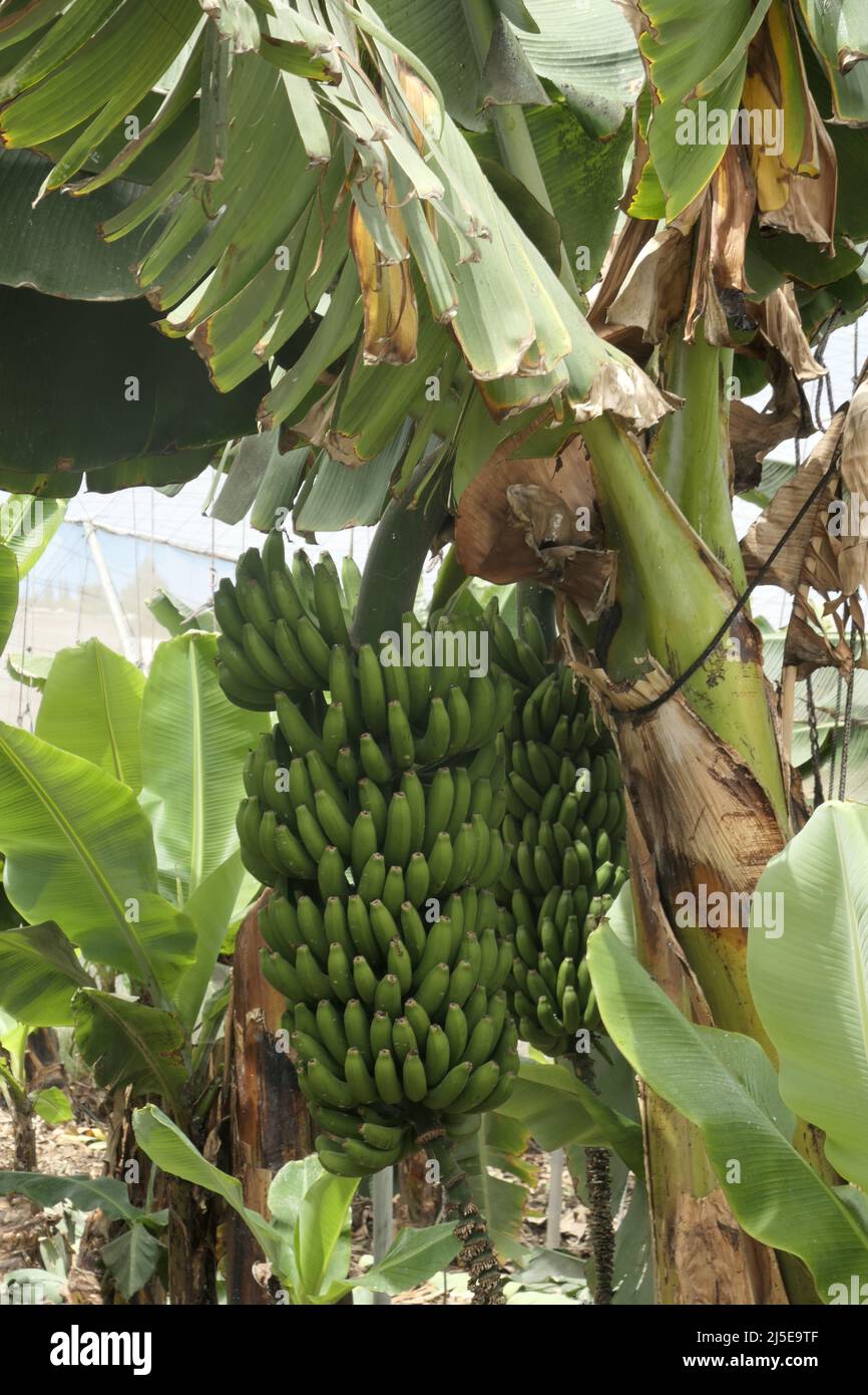 Bananenplantage, Aldea de San Nicolás, Gran Canaria Foto Stock