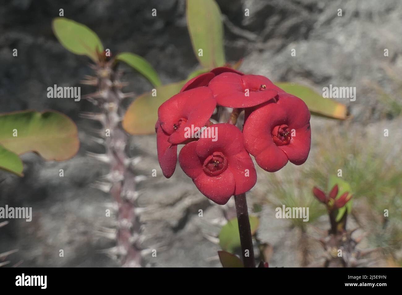 Christusdorn (Euphorbia), Gattung Wolfsmilch Foto Stock