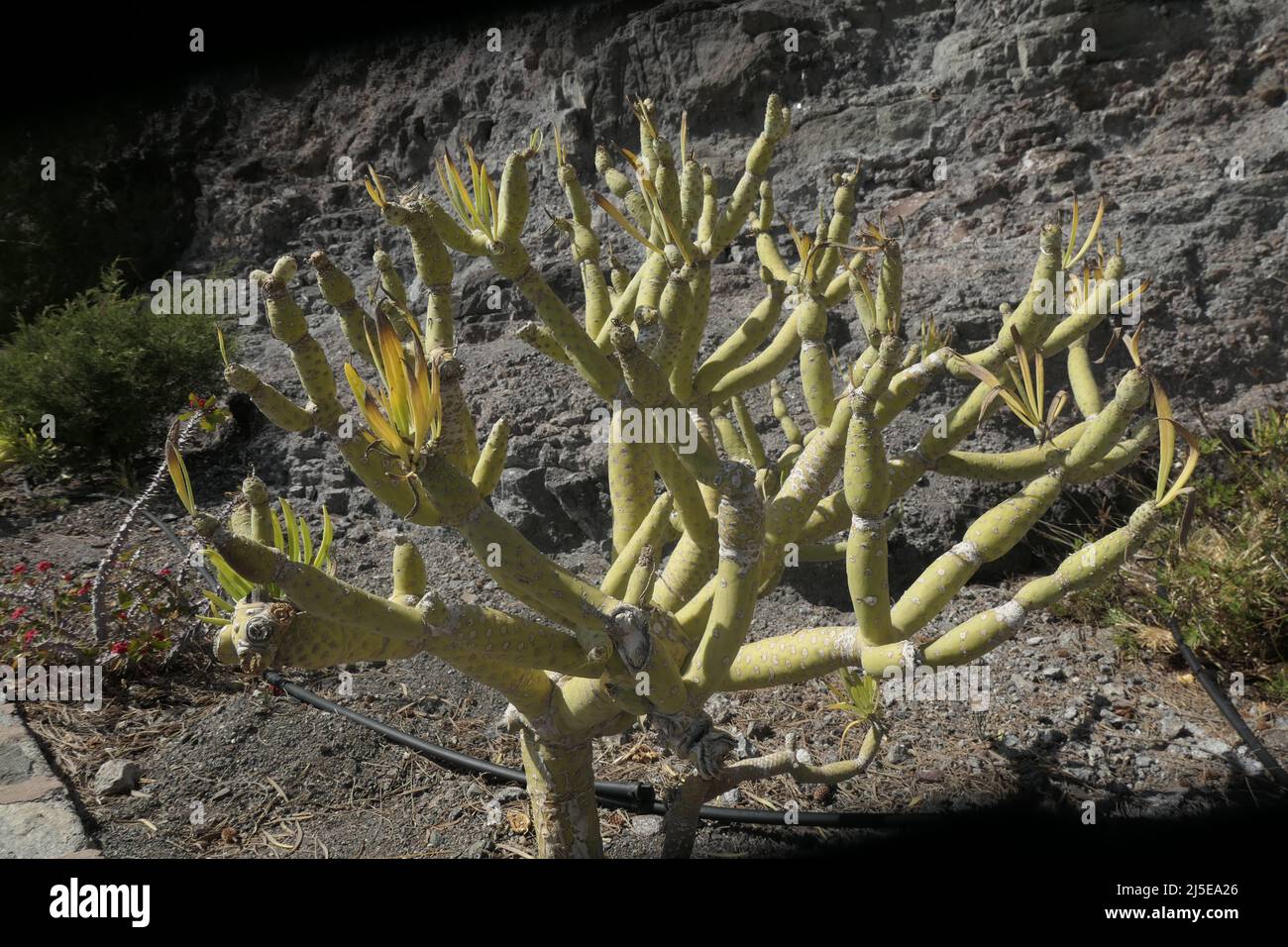 Oleanderblättrige Kleinie, Kleinia nerifolia Foto Stock