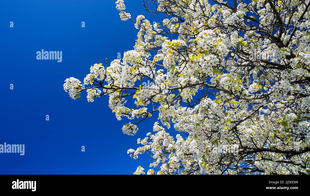 Albero sfondo con fiori bianchi e cielo blu Foto Stock