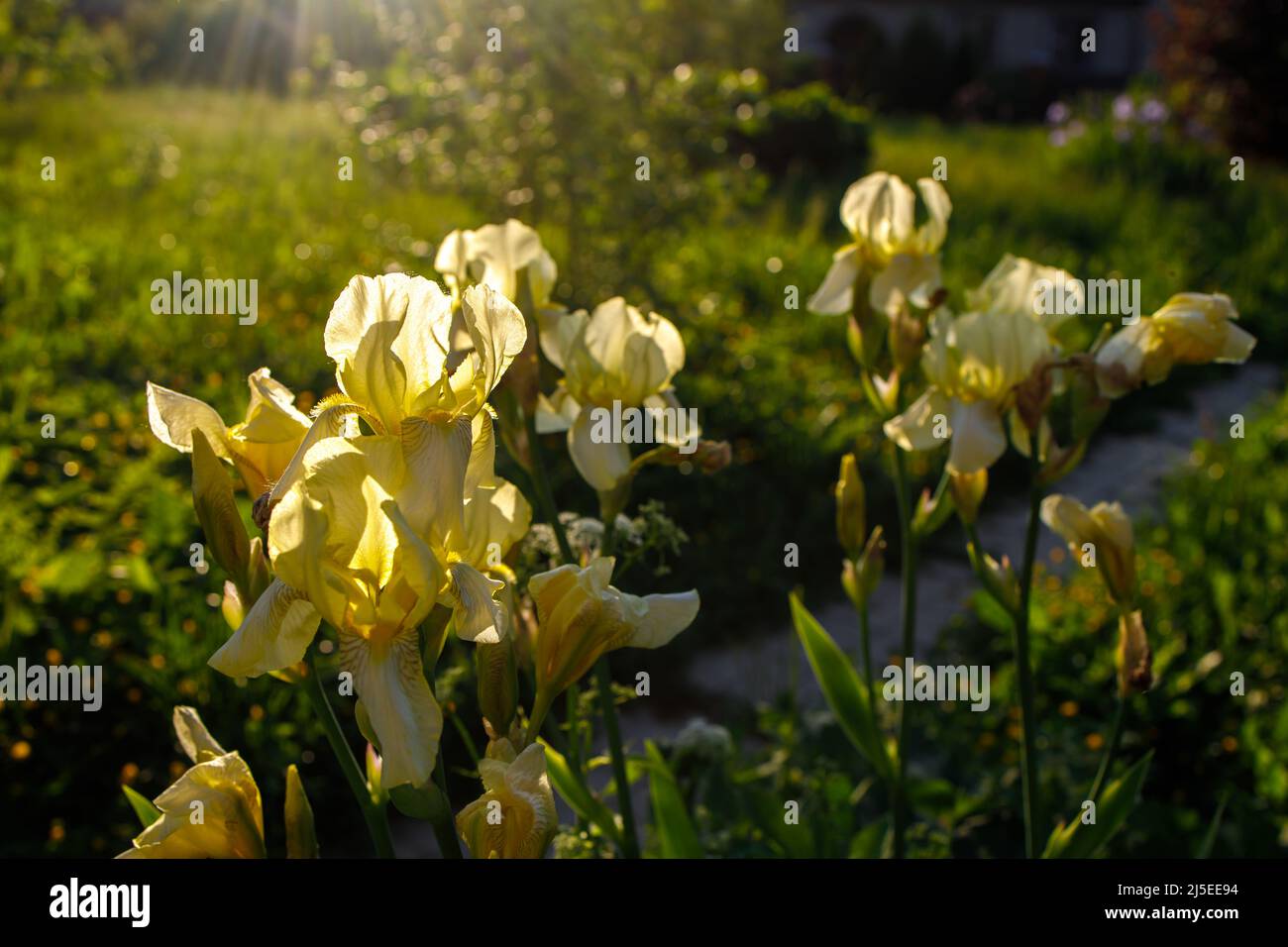 Iris giallo, Iris pseudacorus, noto anche come iris bandiera è nella natura Foto Stock