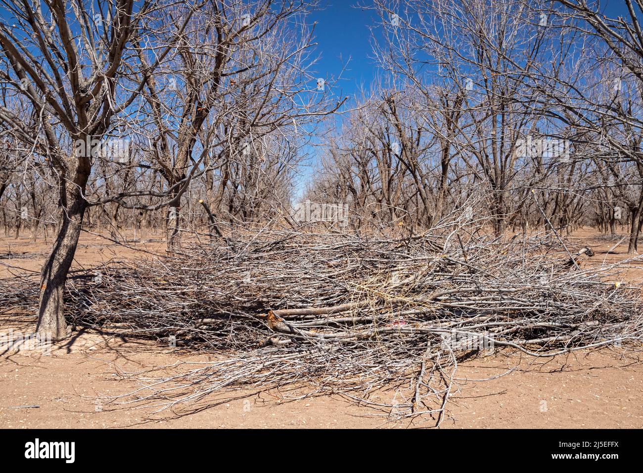 Artesia, New Mexico - potatura di alberi di pecan a fine inverno nel deserto del New Mexico. Gli alberi affamati d'acqua stanno crescendo nel mezzo di un grave dought io Foto Stock