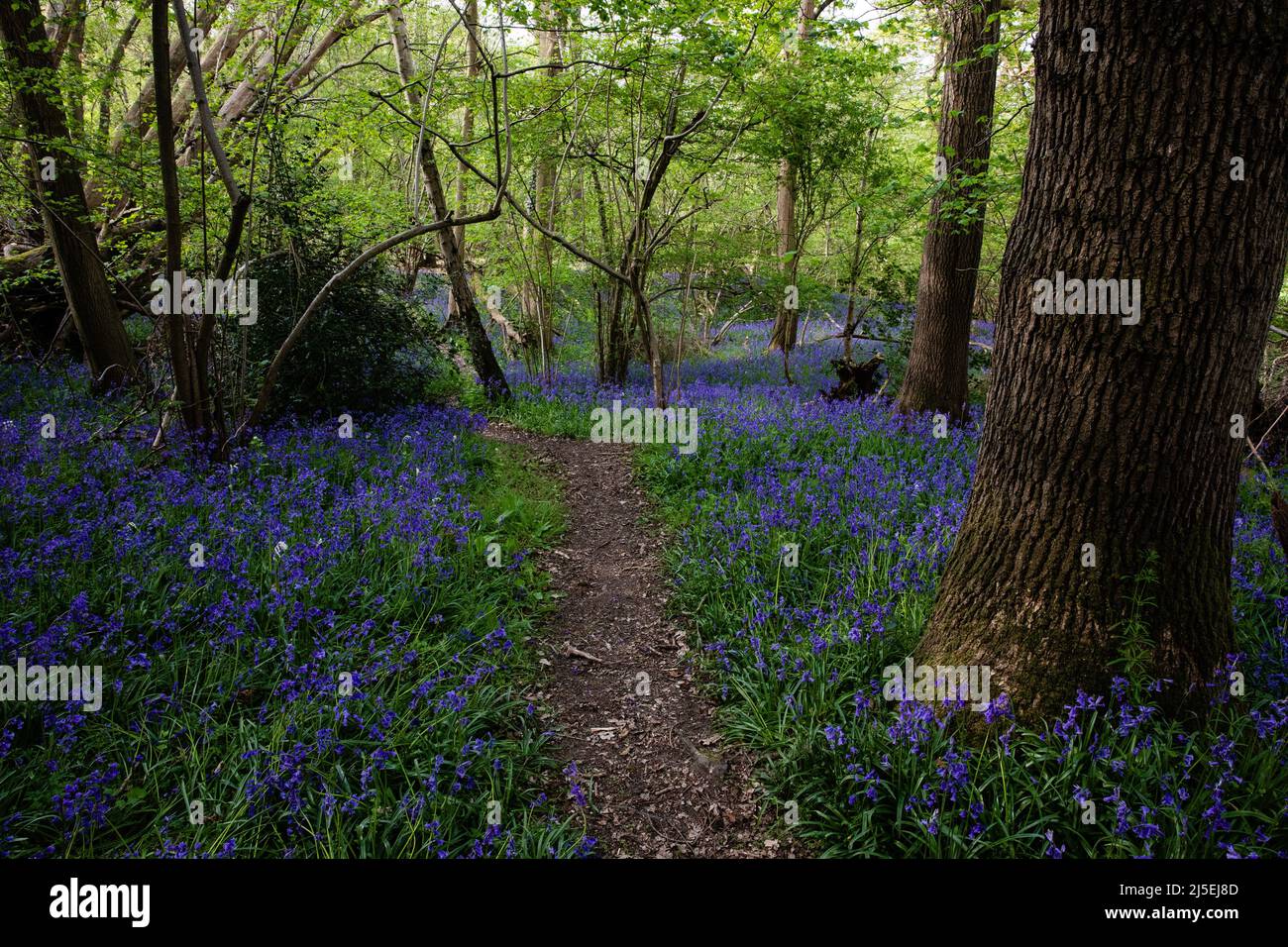 Sulham, Regno Unito. 22nd aprile 2022. Le campane inglesi sono raffigurate a Sulham Woods. Il Regno Unito ospita oltre la metà della popolazione mondiale di bluebell, divisa tra il bluebell nativo inglese o britannico (Hyacinthoides non-scripta) trovato in Sulham Woods, che è protetto dal Wildlife and Countryside Act del 1981, e il bluebell spagnolo a rapida diffusione (Hyacinthoides hispanica). Credit: Mark Kerrison/Alamy Live News Foto Stock