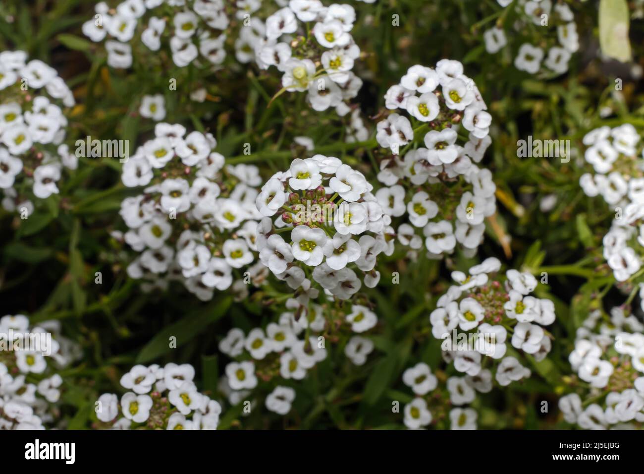 Fiori dolci di alyssum (Lobularia maritima syn. Alyssum maritimum) che semina ad un albero di lato strada e vivaio di fiori lungo Ngong strada Nairobi. La Giornata Mondiale della Terra è stata celebrata con il tema "investire nel nostro pianeta", che chiede alle aziende di passare a pratiche sostenibili per combattere il cambiamento climatico. Foto Stock