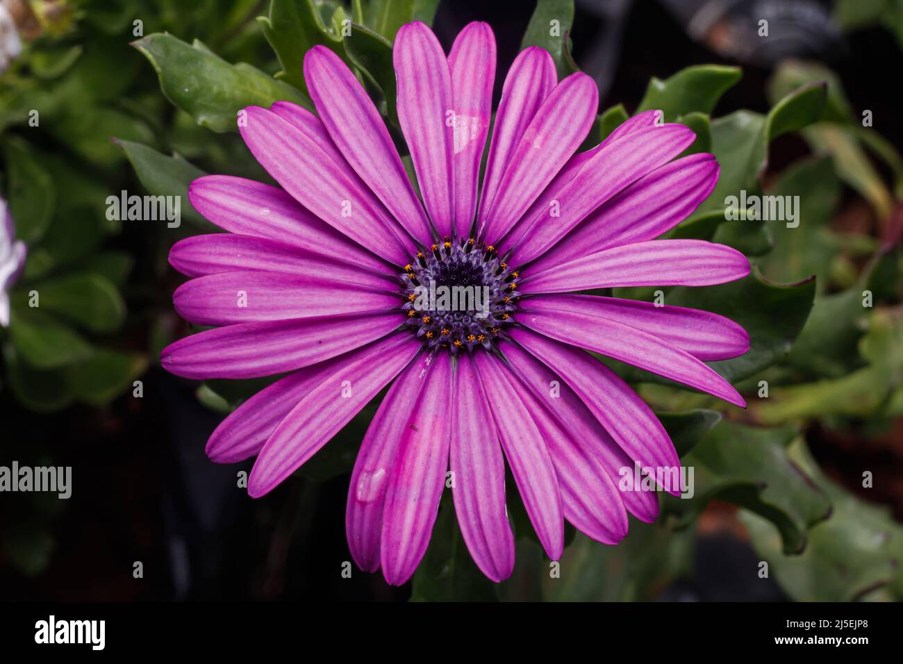 Nairobi, Kenya. 22nd Apr 2022. Un africano Daisy fiore viola che semina ad un albero lato strada e vivaio di fiori lungo Ngong Road Nairobi. La Giornata Mondiale della Terra è stata celebrata con il tema "investire nel nostro pianeta", che chiede alle aziende di passare a pratiche sostenibili per combattere il cambiamento climatico. (Foto di Boniface Muthoni/SOPA Images/Sipa USA) Credit: Sipa USA/Alamy Live News Foto Stock