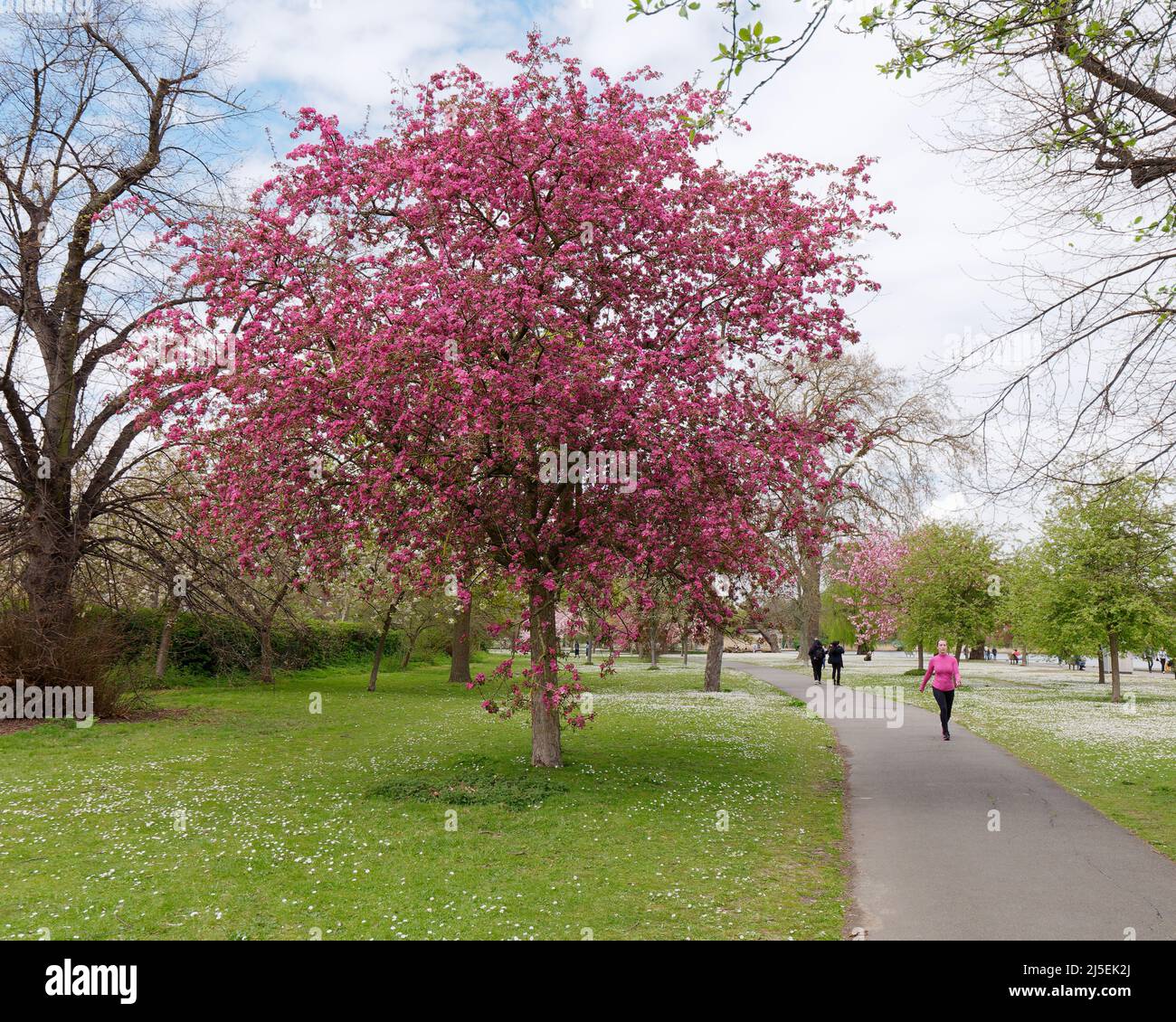 Londra, Greater London, Inghilterra, Aprile 13 2022: Cherry Blossom a Regents Park con un runner con un top rosa di colore simile. Foto Stock
