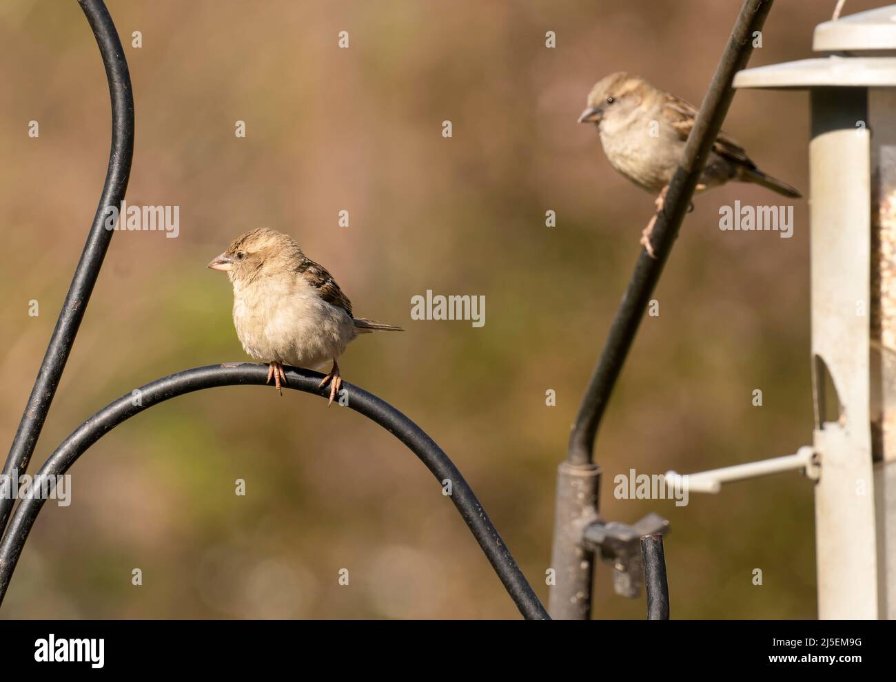 Sparrow appollaiato su barre metalliche nere Foto Stock