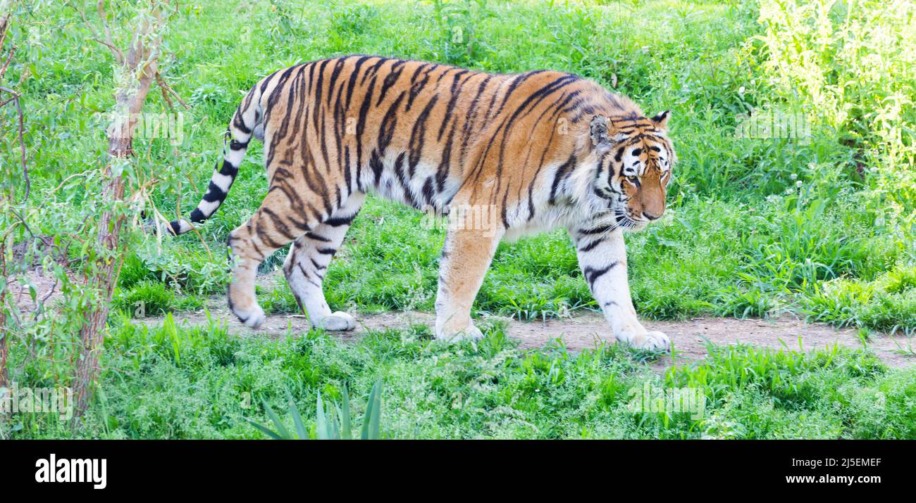 Tigre arrabbiata in uno zoo con animali selvatici - uno dei più grandi carnivori della natura. Foto Stock