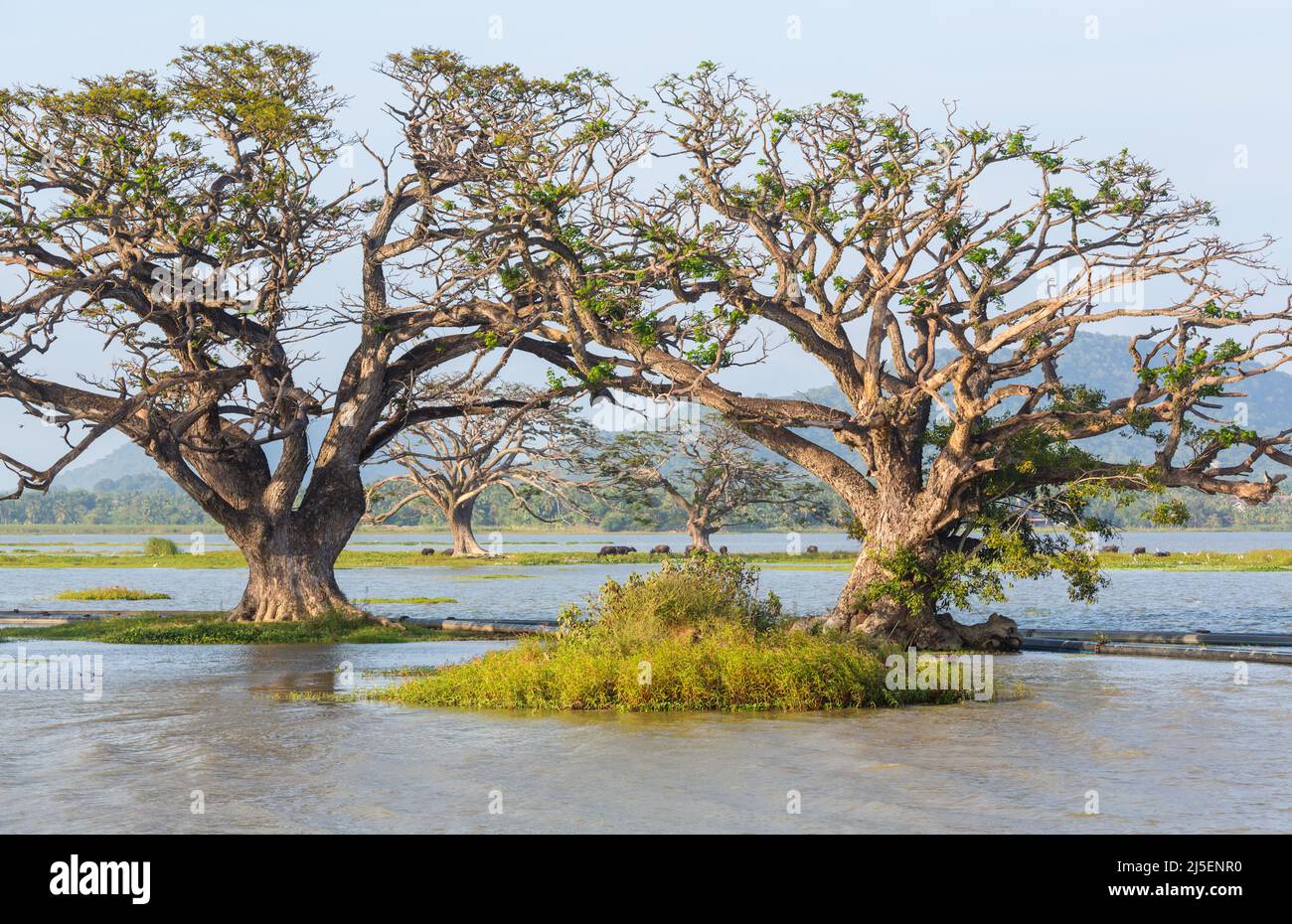 Splendidi paesaggi naturali in Sri Lanka - grandi alberi sul lago Foto Stock