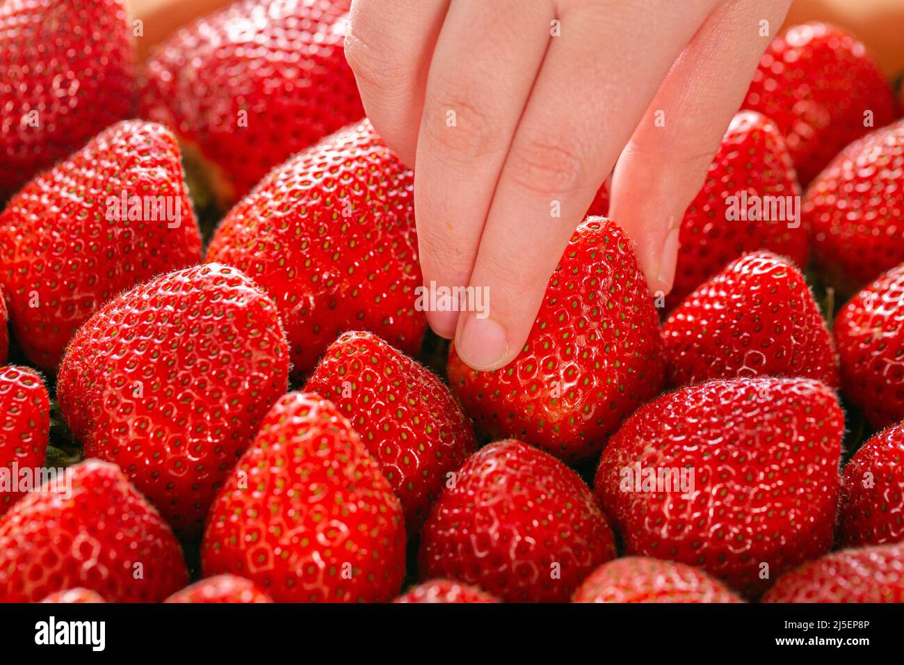 Strawberry box.A mano bambino prende una fragola da una stagione estiva box.Berry. Raccolta di fragole. Foto Stock