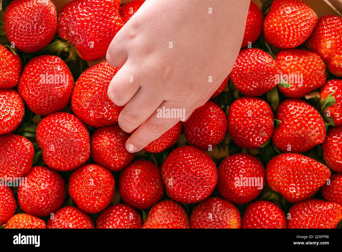La mano del bambino prende una fragola da una stagione estiva del box.Berry. Fragole Harvest.Summer bacche Foto Stock