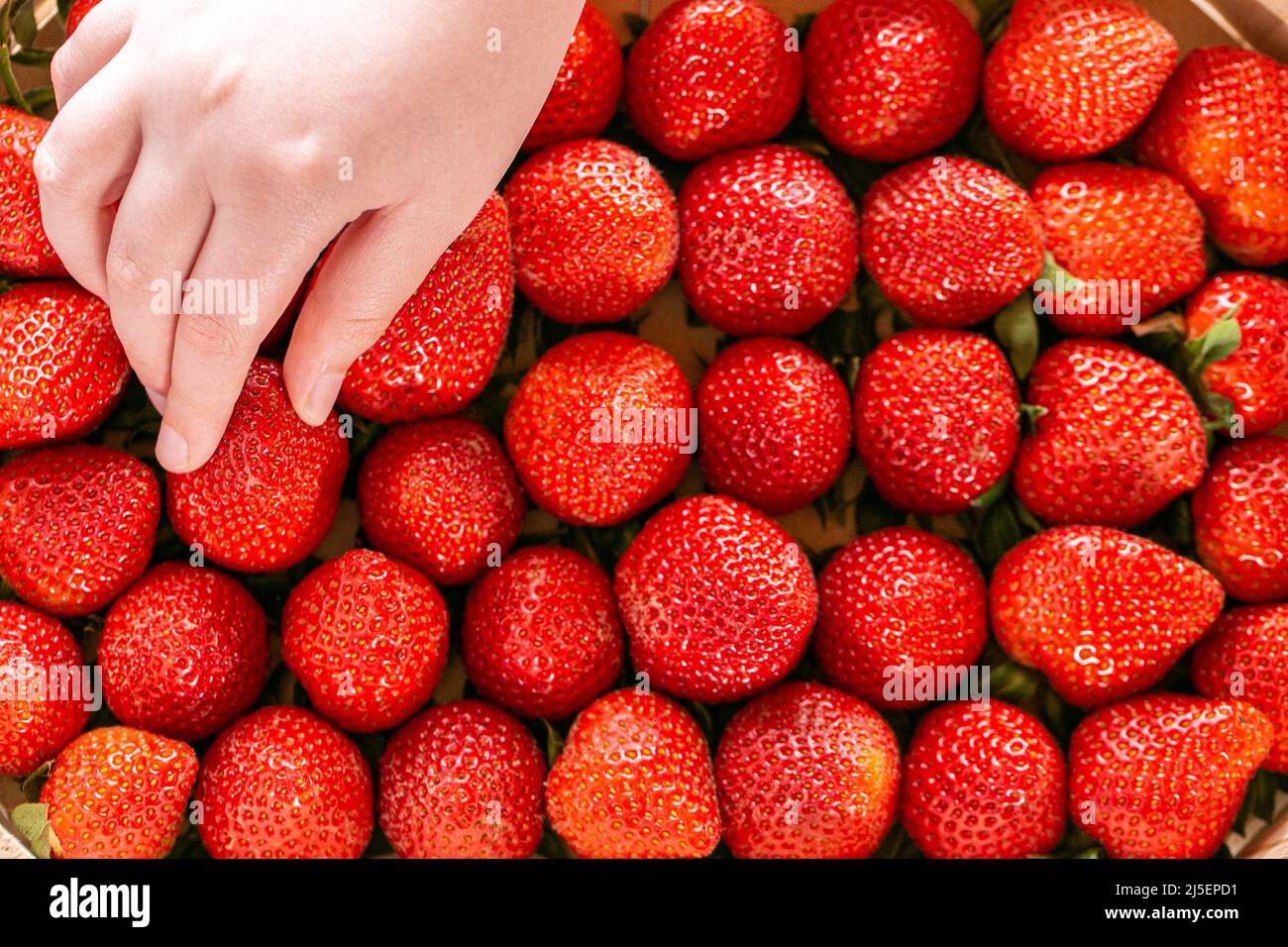 Strawberry.A mano del bambino prende una fragola da una stagione estiva del box.Berry. Fragole Harvest.Summer bacche Foto Stock
