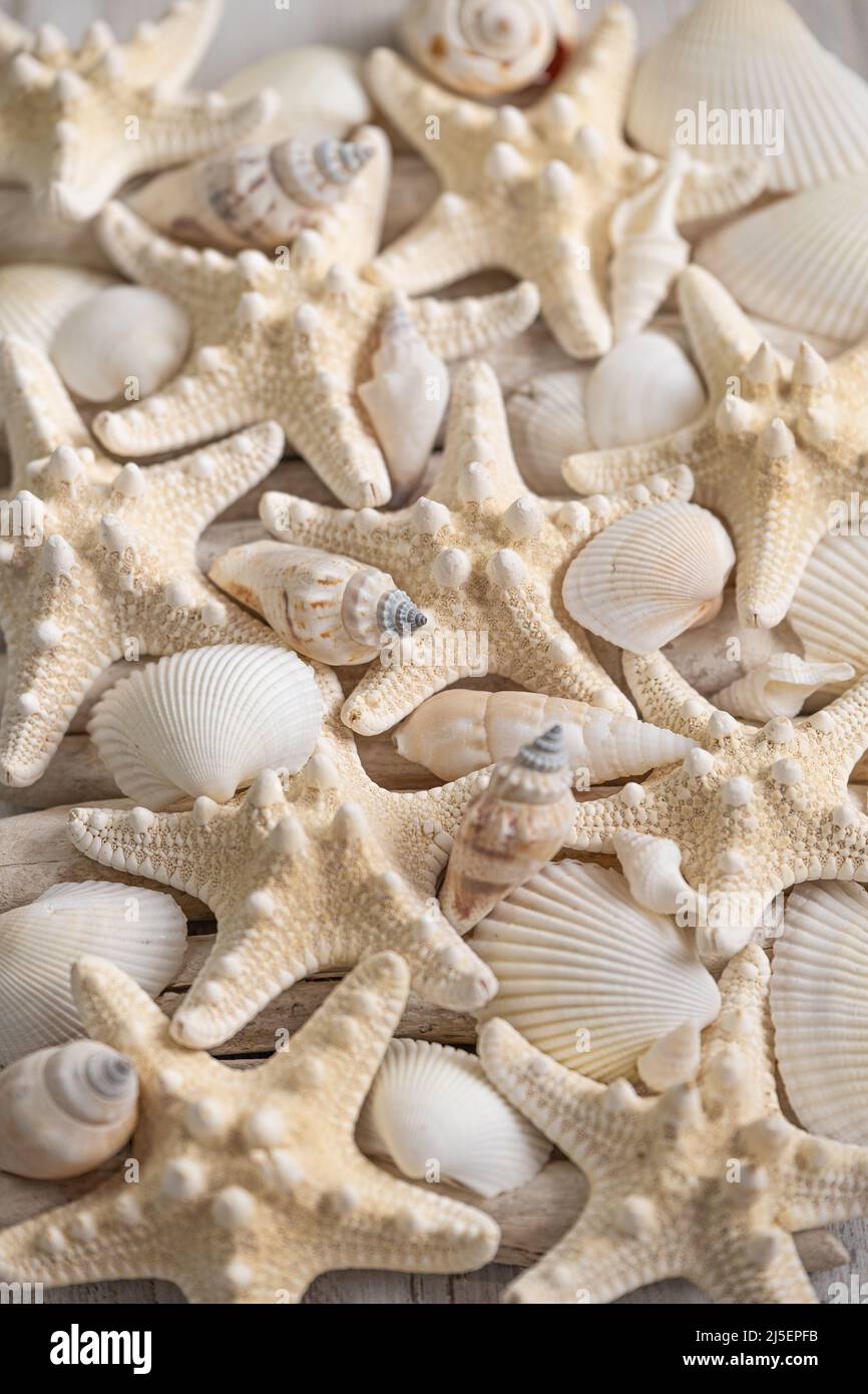 Sfondo marino. Conchiglie bianche e texture di stelle marine beige. Sfondo in stile marino in toni bianchi e beige Foto Stock