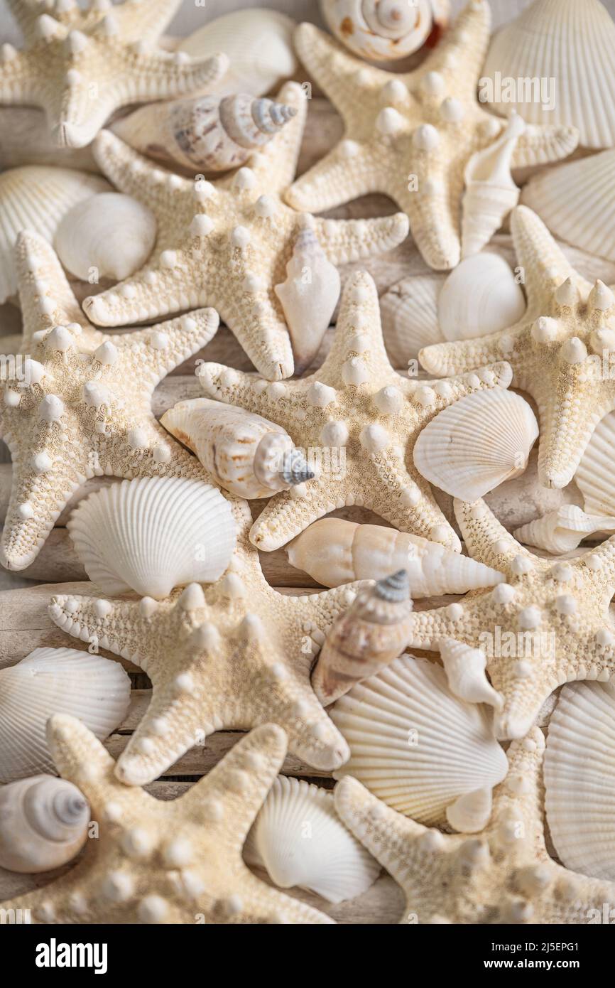 Sfondo estivo marino. Conchiglie bianche e texture di stelle marine beige. Sfondo in stile marino in toni bianchi e beige Foto Stock