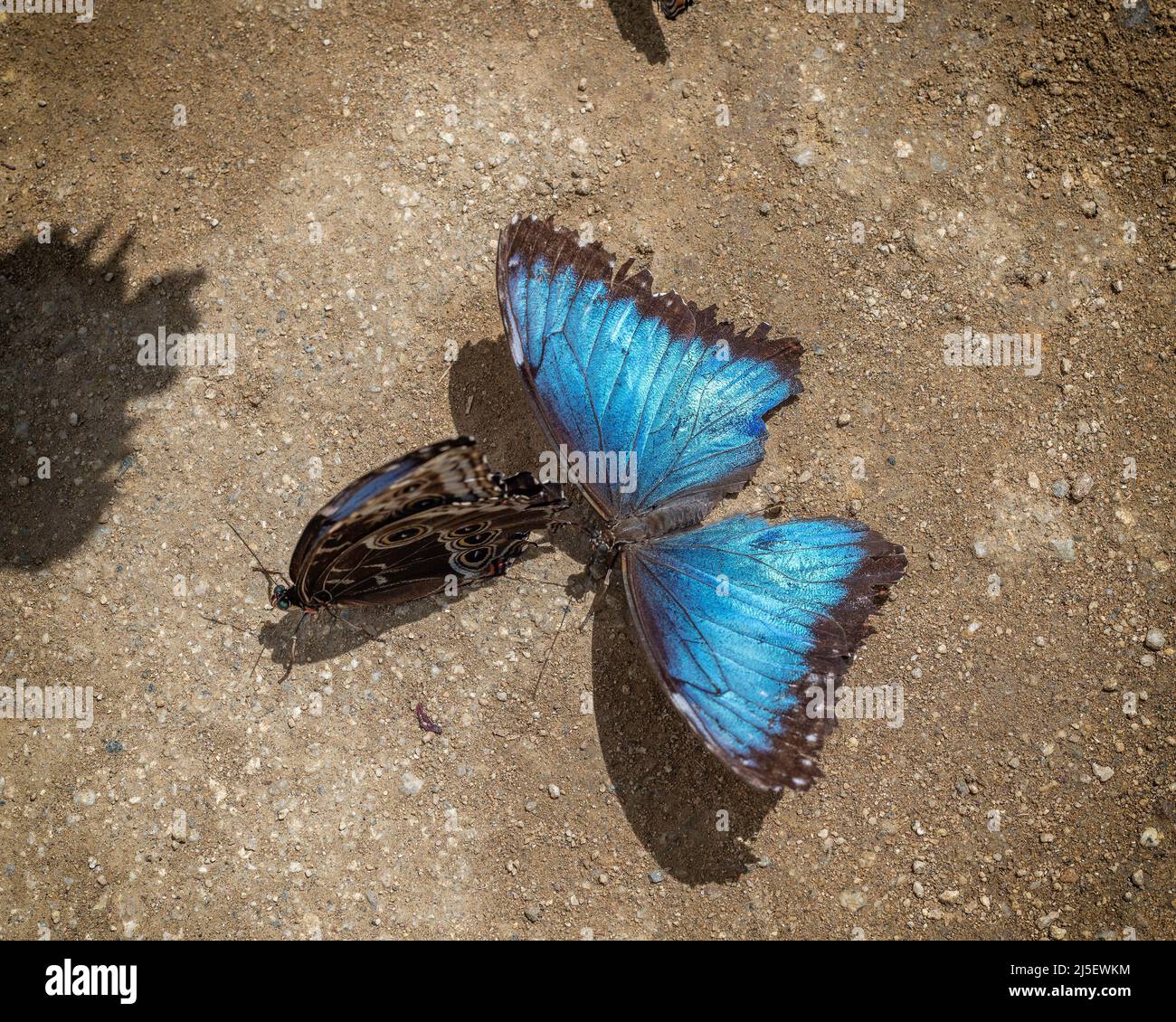 Primo piano di una farfalla di Morpho blu (Morpeo peleides) contro uno sfondo sporco. Foto Stock