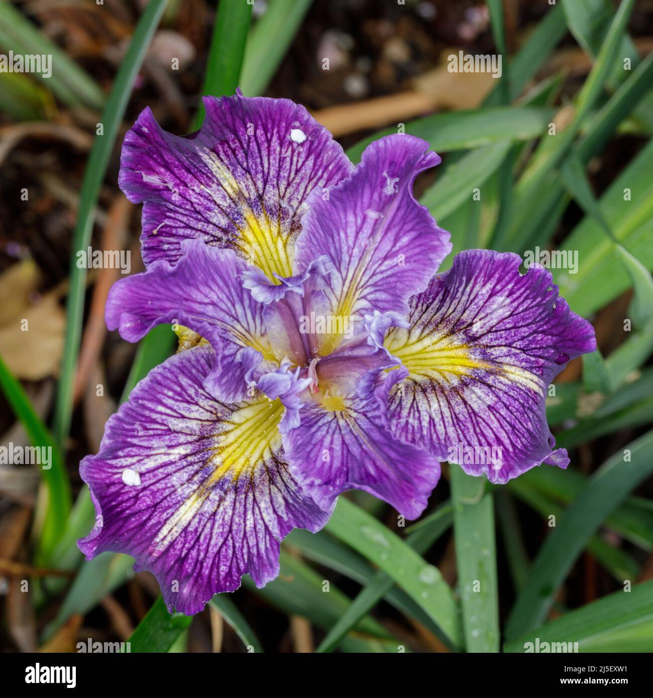 Pacific Coast Hybrid Iris in fiore. Contea di Santa Clara, California, Stati Uniti. Foto Stock