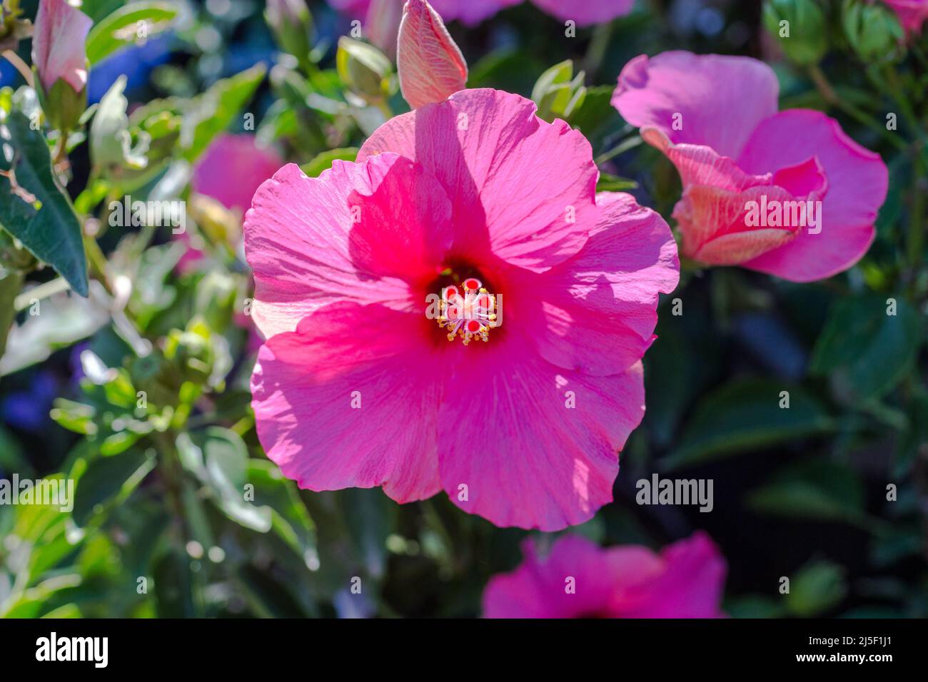 Hibiscus fiore rosa brillante in piena fioritura su un cespuglio o arbusto al sole che mostra la sua resistenza e petali Foto Stock