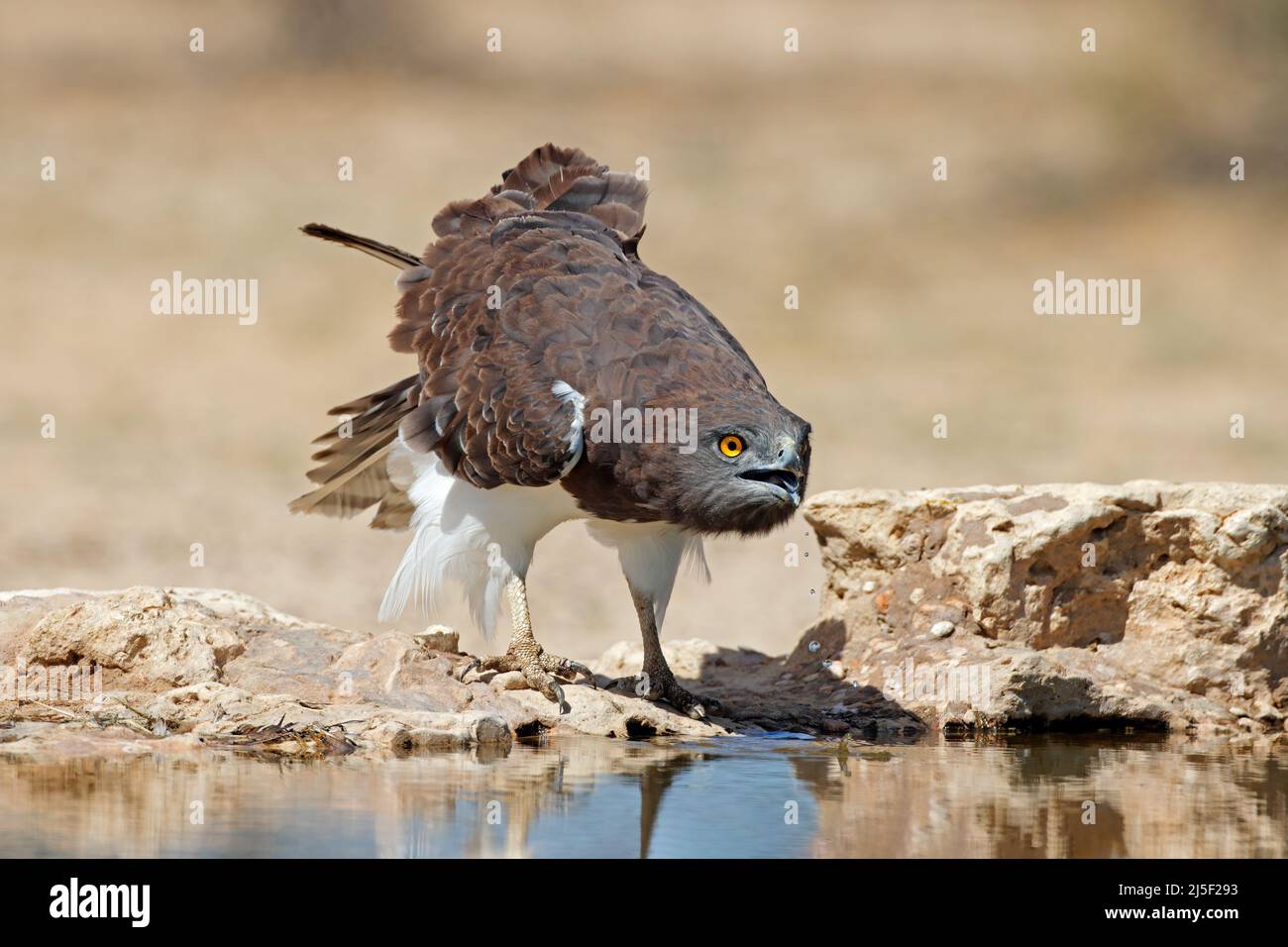 Un'aquila di serpente di razza nera (Circaetus gallicus) che beve acqua, deserto di Kalahari, Sudafrica Foto Stock
