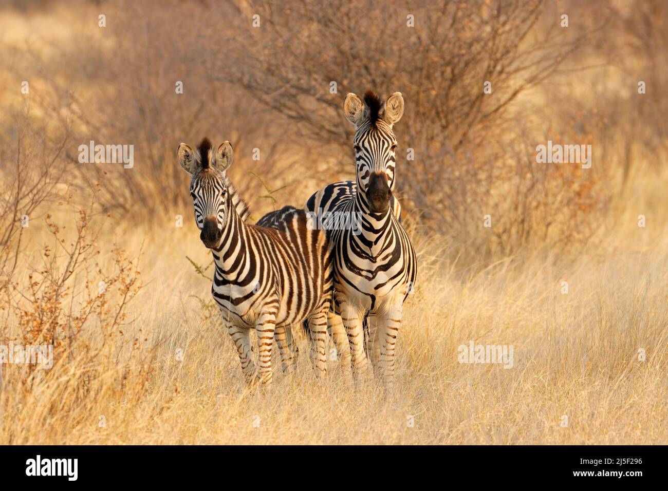 Due pianure zebre (Equus burchelli) in habitat naturale, Sud Africa Foto Stock