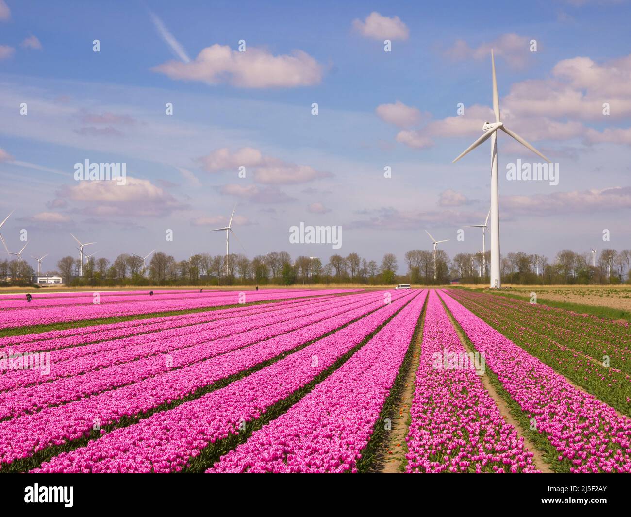 File di tulipani rosa a Flevoland Paesi Bassi con turbine eoliche che girano all'orizzonte, vista aerea Foto Stock